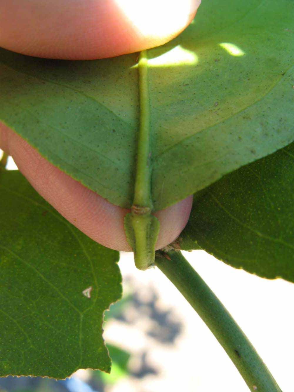              Petiole (Winter Haven, FL)       